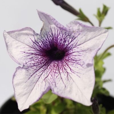 Petunia (Purple Shaded) – Plant - Shop now at Trigart Flower Nursery