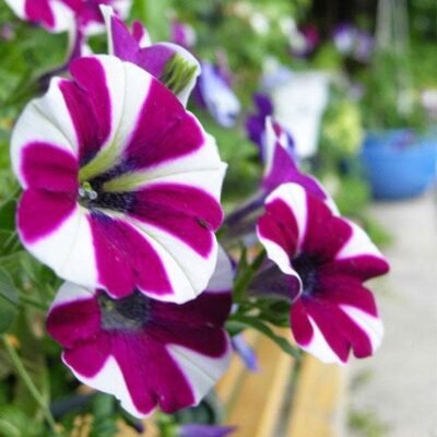 Petunia (Violet with White Strip) – Plant - Shop now at Trigart Flower Nursery