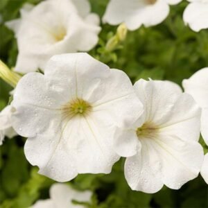 Petunia (White) – Plant - Shop now at Trigart Flower Nursery