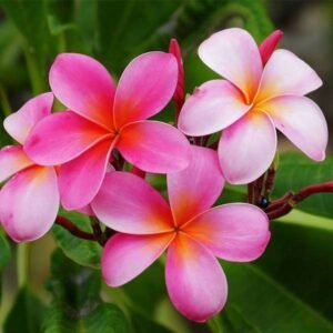 Plumeria, Champa (Any Color) – Plant - Shop now at Trigart Flower Nursery