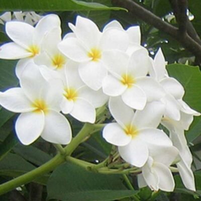 Plumeria, Champa (White) – Plant - Shop now at Trigart Flower Nursery