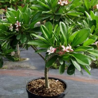 Plumeria Rubra hybrid, Champa – Plant - Shop now at Trigart Flower Nursery