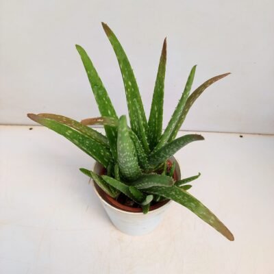 Sweet Aloe Vera - Shop now at Trigart Flower Nursery