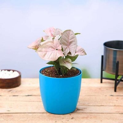 Syngonium (Pink) – Plant - Shop now at Trigart Flower Nursery