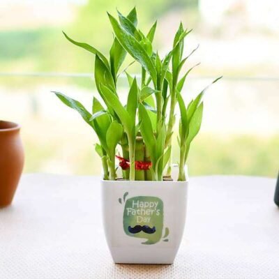 Happy 2 Layer Lucky Bamboo for Happy Fathers Day - Shop now at Trigart Flower Nursery