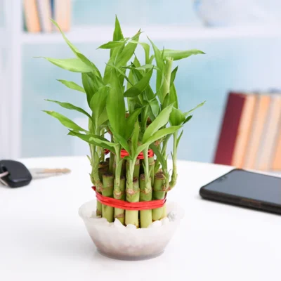2 Layer Lucky Bamboo Plant in a Bowl with Pebbles - Shop now at Trigart Flower Nursery