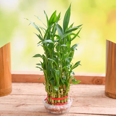 3 Layer Lucky Bamboo Plant in a Bowl with Pebbles - Shop now at Trigart Flower Nursery
