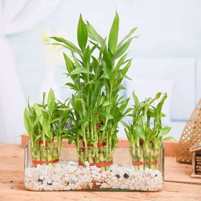 Combo of 2 Layer and 3 Layer Lucky Bamboo Plants in a Glass Vase with Pebbles - Shop now at Trigart Flower Nursery