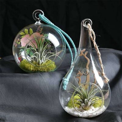 Combo of 2 Air Plants with Mesmerizing Elements - Shop now at Trigart Flower Nursery