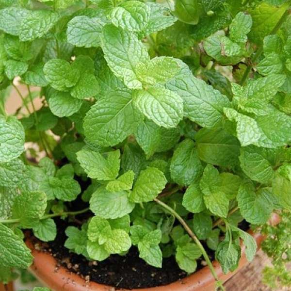 Common Mint Plant, Pudina Plant - Shop now at Trigart Flower Nursery