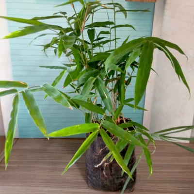 Giant Thorny Bamboo, Bambusa Bambos – Plant - Shop now at Trigart Flower Nursery