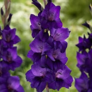 Gladiolus (Purple) – Bulbs (set of 10) - Shop now at Trigart Flower Nursery