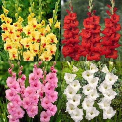 Glorious Gladiolus – 40 Bulbs Pack - Shop now at Trigart Flower Nursery