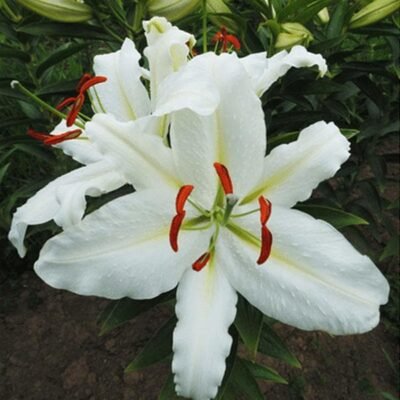 Ice Dancer Oriental Lily (White) – Bulbs - Shop now at Trigart Flower Nursery