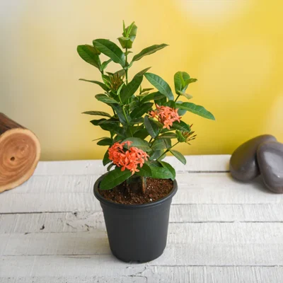 Ixora (Any Color) Plant - Shop now at Trigart Flower Nursery