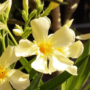 Kaner, Nerium Oleander (Yellow, Single) – Plant - Shop now at Trigart Flower Nursery