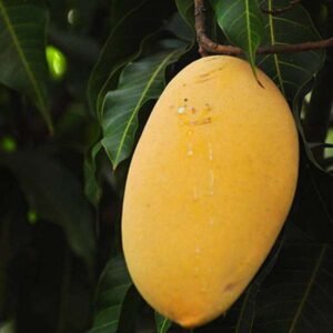 Mango Tree (Alphonso, Grafted) Plant - Shop now at Trigart Flower Nursery