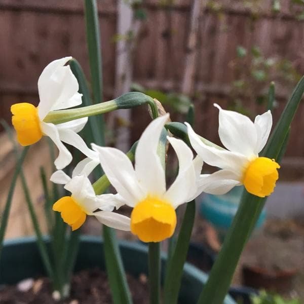 Daffodil Canaliculatus (White) – Bulbs - Shop now at Trigart Flower Nursery