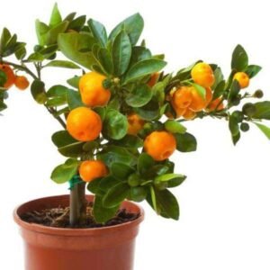 Orange Fruit, Santra ( Grafted ) Plant - Shop now at Trigart Flower Nursery