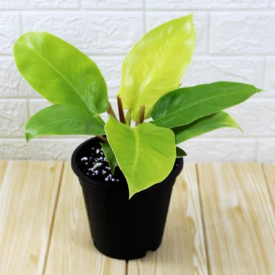 Philodendron Moonshine Plant - Shop now at Trigart Flower Nursery
