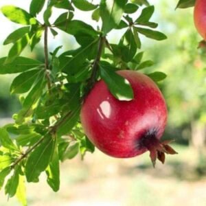 Pomegranate, Annar, Anar (Grafted) Plant - Shop now at Trigart Flower Nursery