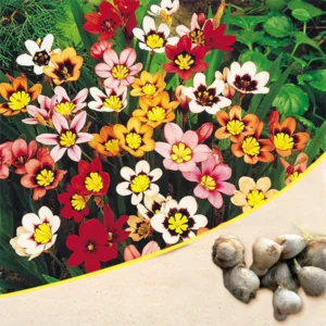 Sparaxis (Random Color) – Bulbs - Shop now at Trigart Flower Nursery