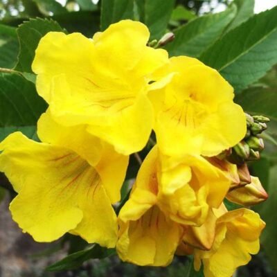 Tecoma (Shrub, Any Color) – Plant - Shop now at Trigart Flower Nursery