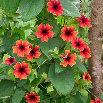 Thunbergia (Any Color) Plant - Shop now at Trigart Flower Nursery