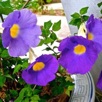 Thunbergia Laurifolia Plant - Shop now at Trigart Flower Nursery